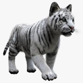 3D White Tiger Baby Fur
